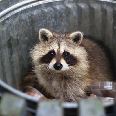Waschbär (Dahrs von Getty Images Pro)