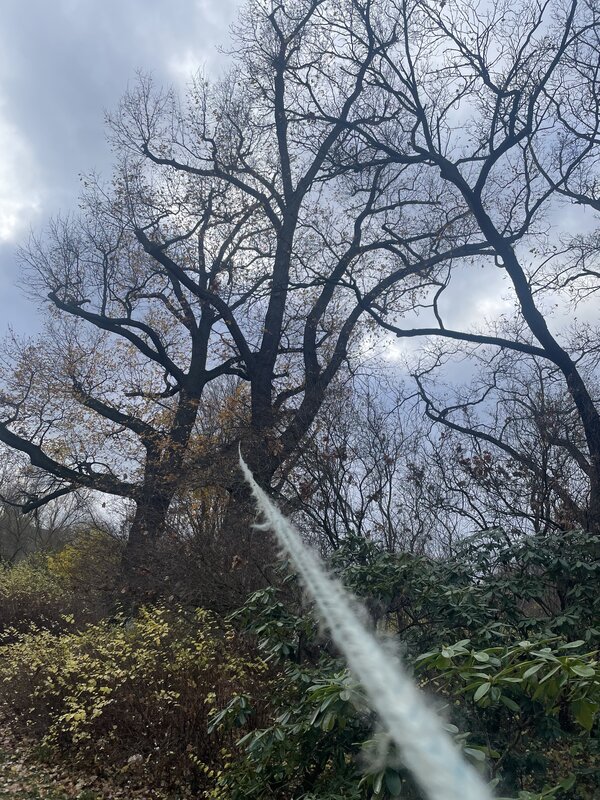 Bild vergr&ouml;&szlig;ern: Baum mit Seil Zugversuch