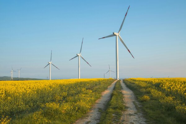 Bild vergrößern: Windrder Rapsfeld