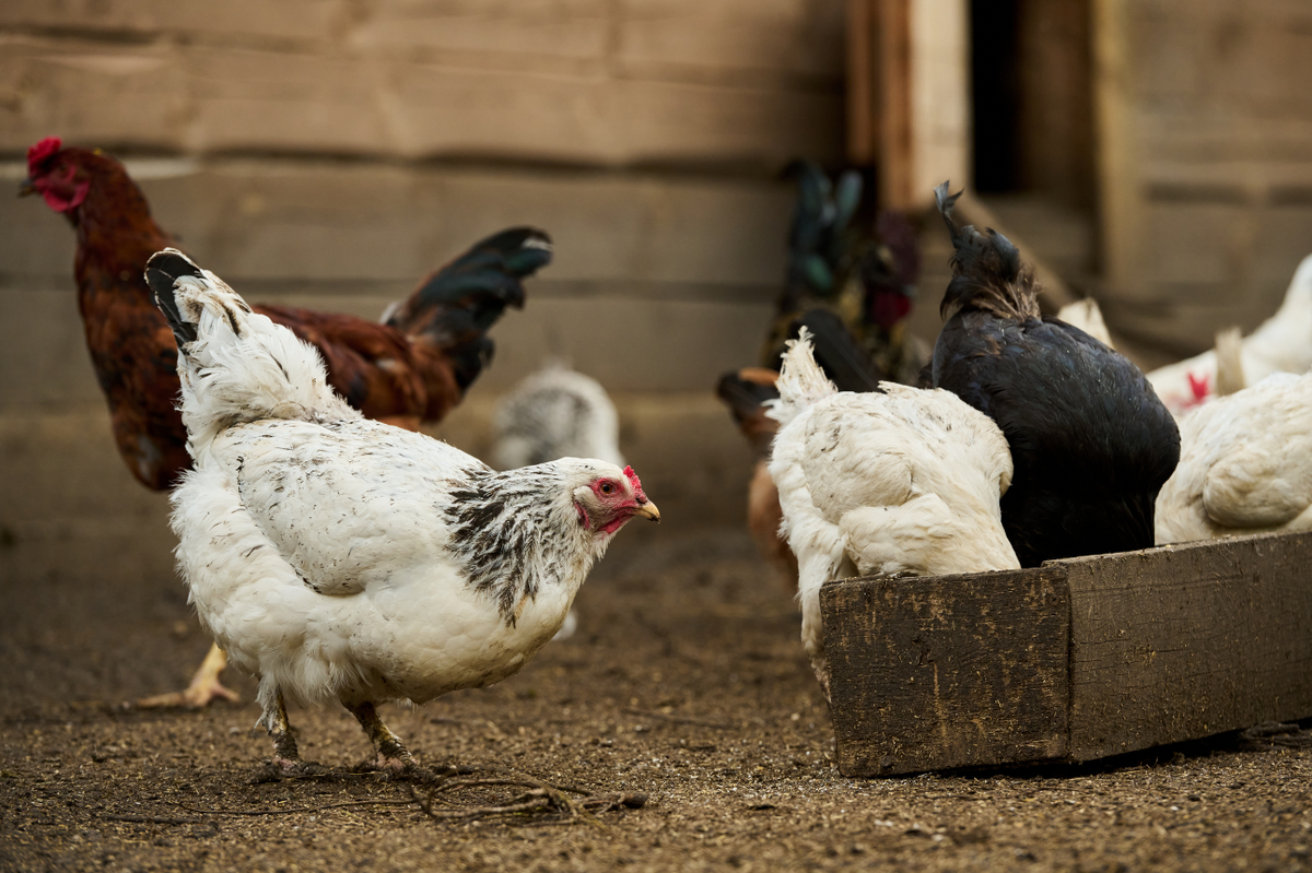 Seit 29. Januar 2026 gilt im gesamten Landkreis Harz die Stallpflicht f&uuml;r Gefl&uuml;gel in privater und gewerblicher Haltung.