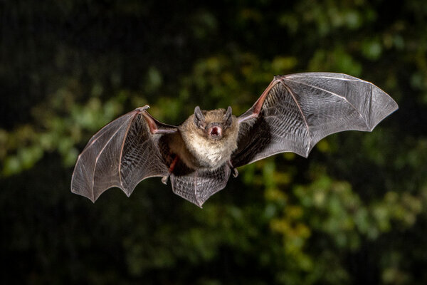 rauhautfledermaus_jagd_insekten
