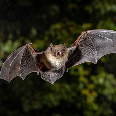 rauhautfledermaus_jagd_insekten